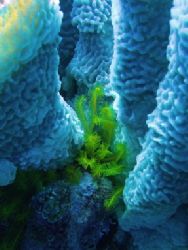 Golden Crinoid in Sponge on the atolls of Belize by Martin Spragg 